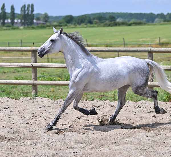 Cheval Aliment TEAM Floc