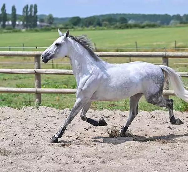 Cheval Aliment TEAM Floc