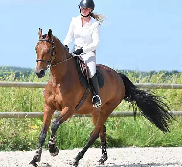 Aliment cheval Team Optimum