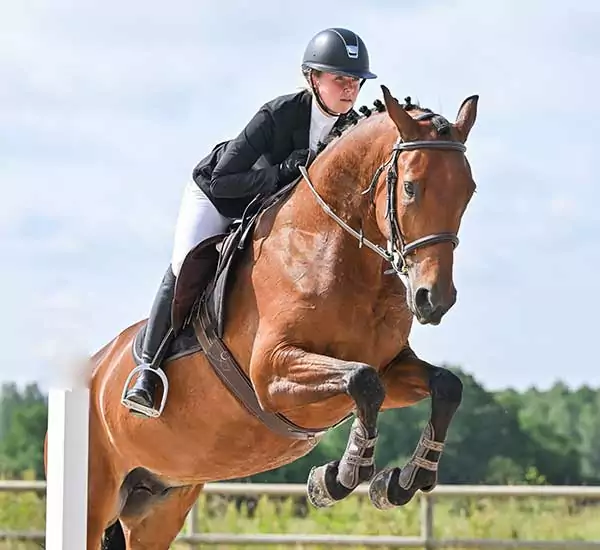 Aliment cheval Team Performance