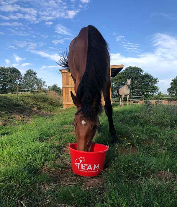 Aliments Vrac ou Big Bag TEAM Cheval
