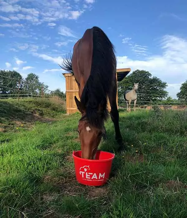 Aliments Vrac ou Big Bag TEAM Cheval