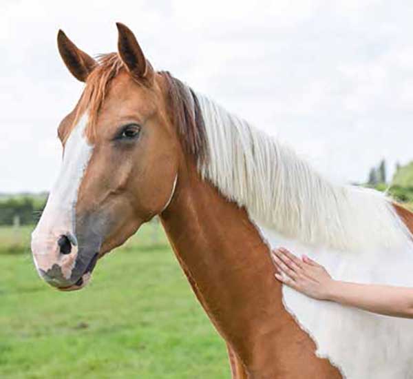 Aliment cheval Team Protéine spécialités équine